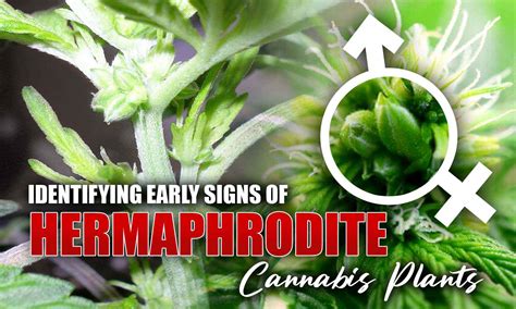 early signs of hermie plant|pictures of hermaphrodite marijuana plants.